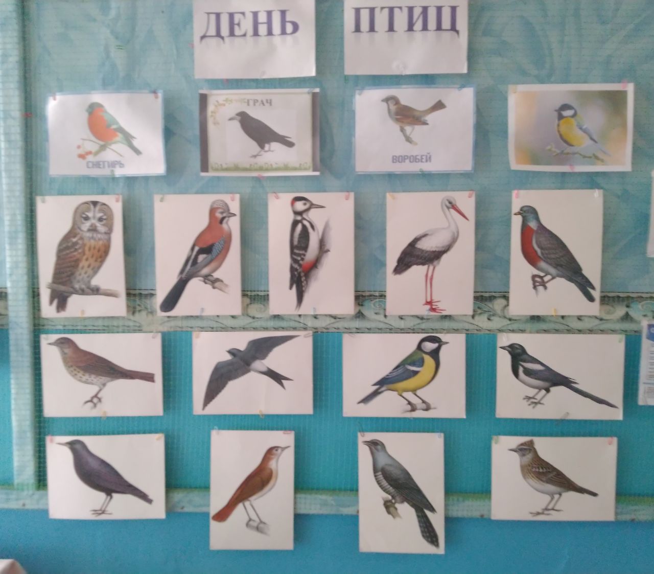 Удивительный мир птиц.